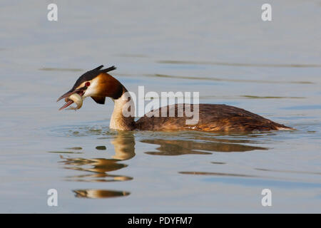 Fuut met gevangen visje in de snavel; Haubentaucher Podiceps cristatus mit Raub; Stockfoto