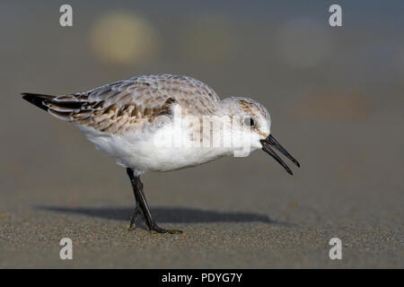 Juvenile (unreife) Sanderling ausruhen am Strand Stockfoto
