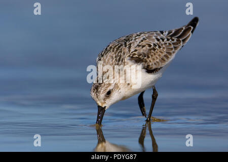 Juvenile (unreife) Sanderling Nahrungssuche im flachen Wasser Stockfoto