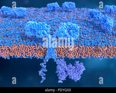 Chimären antigen Receptor (CAR) auf T-Zellen, Illustration. Das Auto Strukturen sind Blau, mit dem Cutaway Vordergrund zeigt ein Spanning der Zellmembran. Diese Autos werden auf der Oberfläche von einer T-Zelle. Autos sind Zellrezeptoren, die T-Zellen erkennen und angreifen, Krebszellen in einer bestimmten Weise entwickelt. Sie sind durch die Verbindung mehrerer funktionelle Teile aus verschiedenen Proteinen gebaut. Dieser Rezeptor hat ein Signal Protein (ZAP 70, Lila, unten rechts) auf die intrazelluläre Domäne angeschlossen (unten). Stockfoto