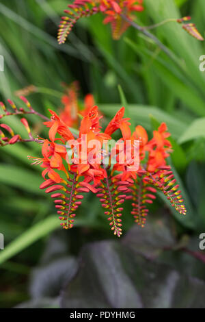 Crocosmia 'Lucifer' Blumen. Stockfoto