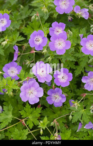Geranium 'Rozanne' Blumen. Stockfoto