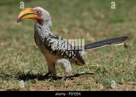 Southern Yellow billed Hornbill sitzen auf dem Boden, grünes Gras, Südafrika Stockfoto