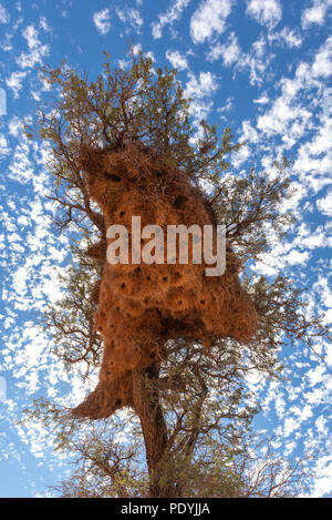 Große sociable Weaver Nest in und blauer Himmel mit Wolken Stockfoto