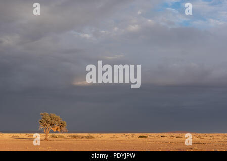 Einsam Sonne Baum mit dramatischen dunkle und stürmische Cloud Hintergrund Stockfoto