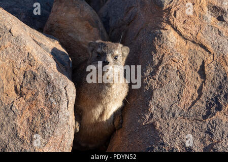 Neugierig rock dassie Blick durch eine felsige Abstand Stockfoto