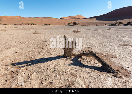 Gebrochene tote Niederlassung in sossusvlei desert White Clay pan mit blauem Himmel, Sossusvlei, Namib Naukluft National Park Namibia Stockfoto