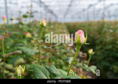 Anbau von Rosen in einem Gewächshaus Stockfoto