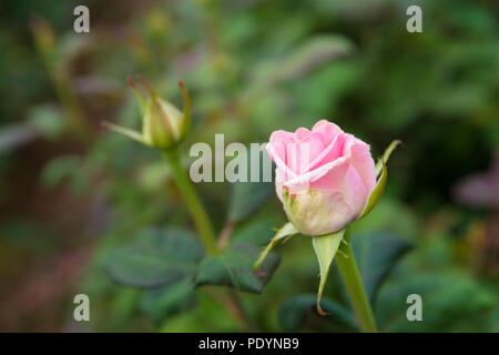 Anbau von Rosen in einem Gewächshaus Stockfoto
