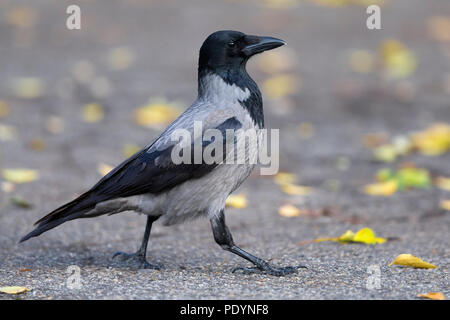 Mit Kapuze Krähe; Corvus cornix Stockfoto