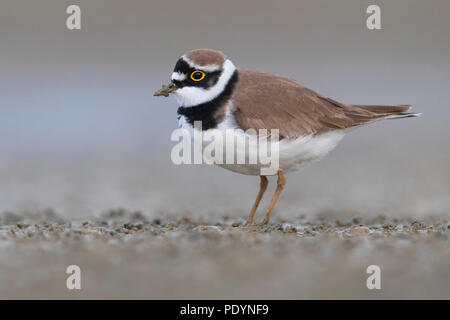 Flussregenpfeifer Charadrius dubius; Stockfoto