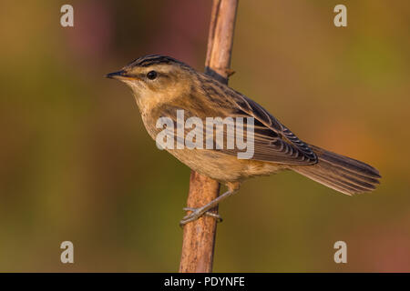 Schilfrohrsänger; Acrocephalus schoenobaenus Stockfoto