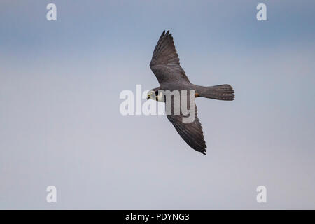 Flying Northern Hobby; Falco subbuteo Stockfoto