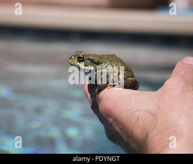 Holding eine Wüste Kröte in der Hand. Nahaufnahme von einem Frosch mit flachen Strassenverkehrsamt Feld Hintergrund. Stockfoto