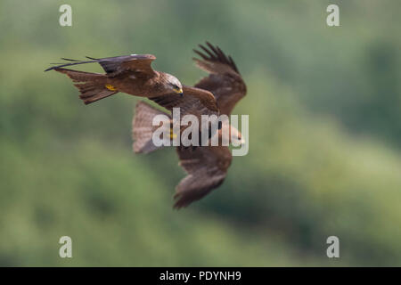 Flying Schwarzmilane; MILVUS MIGRANS Stockfoto