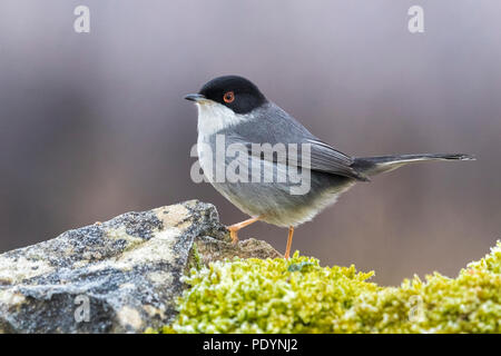 Sardische Warbler; Sylvia melanocephala Stockfoto