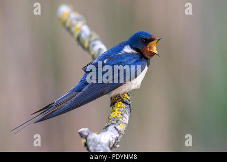 Aufruf nach Rauchschwalbe (Hirundo rustica) bei Flechten thront abgedeckten Zweig Stockfoto