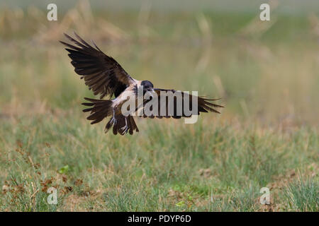 Bonte KRaai; Nebelkrähe; Corvus cornix Stockfoto