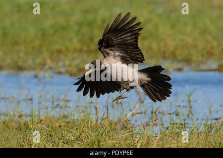 Nebelkrähe; Corvus cornix; Bonte Kraai Stockfoto