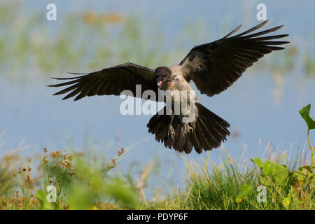 Nebelkrähe; Corvus cornix; Bonte Kraai Stockfoto