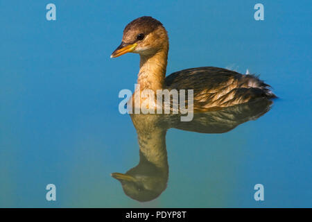 Zwergtaucher Tachybaptus ruficollis Dodaars;; Stockfoto