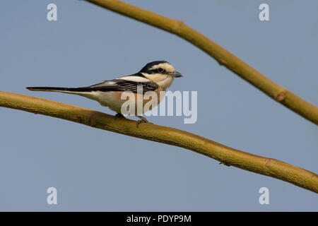 Maskierte Shrike; Lanius nubicus; Makerklauwier Stockfoto