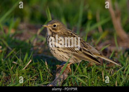 Wiesenpieper; Anthus pratensis; Wierde Stockfoto