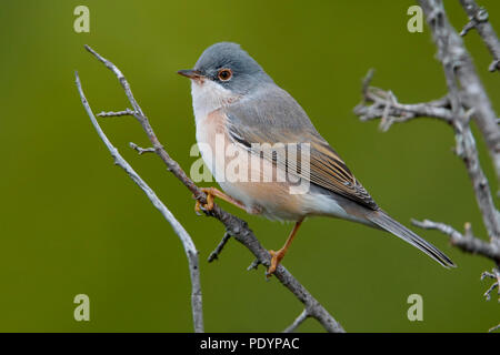 Moltoni's Warbler; Sylvia subalpina; Moltoni's Baardgrasmus Stockfoto