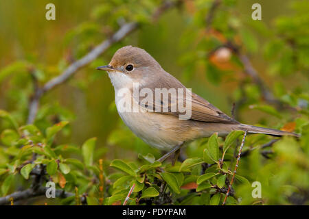 Moltoni's Warbler; Sylvia subalpina; Moltoni's Baardgrasmus Stockfoto