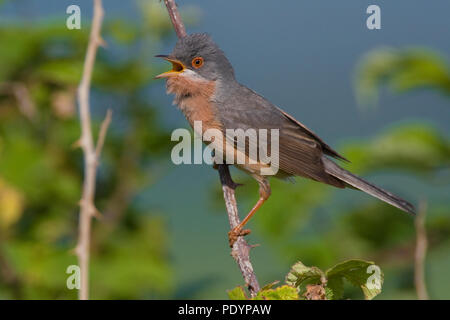 Moltoni's Warbler; Sylvia subalpina; Moltoni's Baardgrasmus Stockfoto