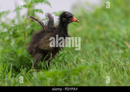 Gemeinsame Gallinula chloropus; Sumpfhuhn; Waterhoentje Stockfoto