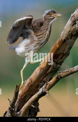 Nachtreiher Nycticorax nycticorax; Kwak; Stockfoto