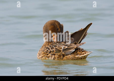 Weibliche Northern Shoveler; Anas clypeata; Vrouwtje Slobeend Stockfoto