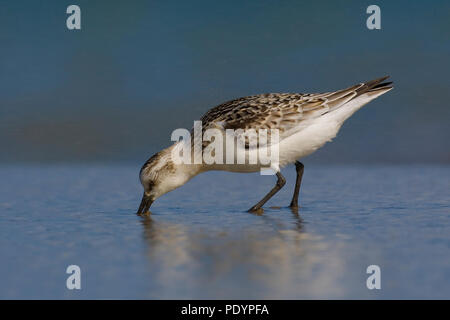 Sanderling; Calidris alba; Drieteenstrandloper Stockfoto