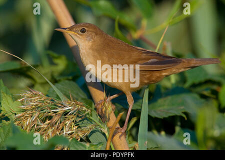 Der Savi Warbler; Locustella luscinioides; Snor Stockfoto