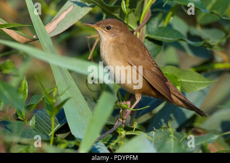 Der Savi Warbler; Locustella luscinioides; Snor Stockfoto