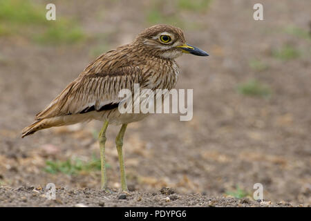 Senegal Thick-knee; Burhinus senegalensis; Senegalesische griel Stockfoto