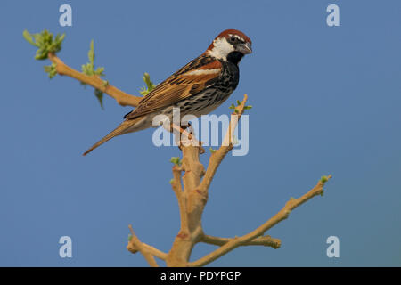 Spanisch Sparrow, Passer hispaniolensis; Spaanse Mus Stockfoto