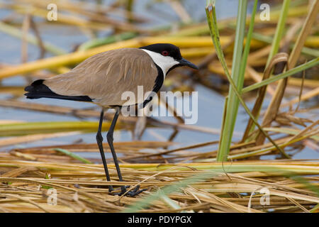 Sporn - winged Regenpfeifer; Vanellus spinosus; Sporenkievit Stockfoto