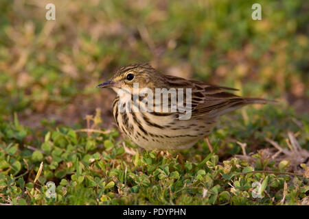 Baum Pieper; Anthus trivialis; Boompieper Stockfoto