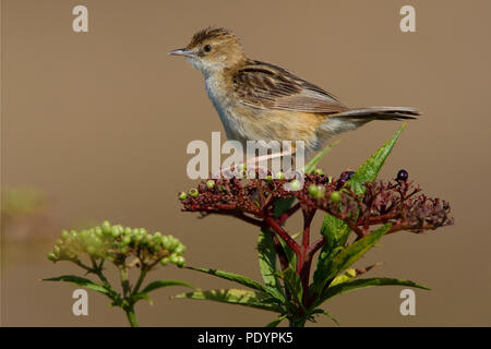 Zitting Cisticola juncidis Cisticola;; Graszanger Stockfoto