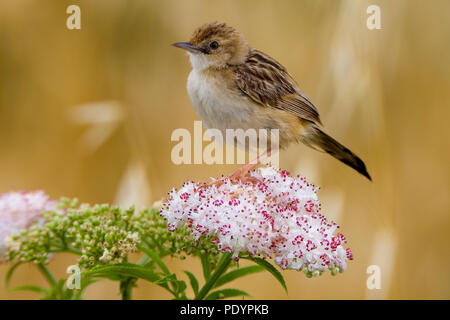 Zitting Cisticola juncidis Cisticola;; Graszanger Stockfoto