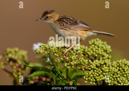 Zitting Cisticola juncidis Cisticola;; Graszanger Stockfoto