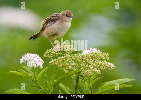 Zitting Cisticola juncidis Cisticola;; Graszanger Stockfoto