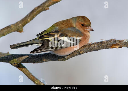 Buchfink am Zweig. Stockfoto