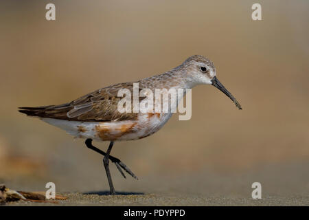 Winterkleed slikplaat Krombekstrandloper op. Curlew Sandpiper in nicht-Zucht Federkleid Watt. Stockfoto