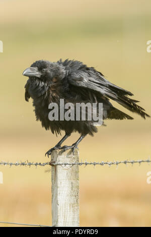 Kolkrabe - Corvus Corax sitzen auf einem Zaun in Schottland Stockfoto