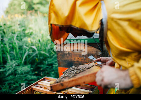Sorgfältig auf der Suche und Prüfung von Rahmen mit Bienen in den Wald Stockfoto