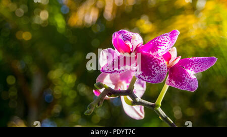 Pink Orchid Zweig verschwommenen Hintergrund Stockfoto