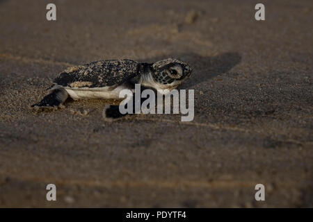 Eine frisch geschlüpfte Schildkröte macht ein Strich für den Ozean auf der Insel Lamu, Kenia, 10. August 2018. Stockfoto